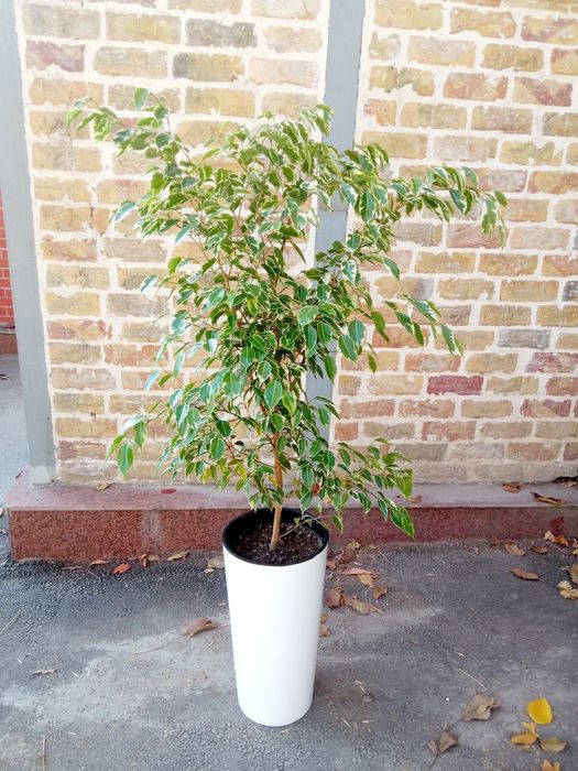 Офисные растения цветы