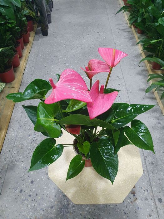 Anturium Антуриум