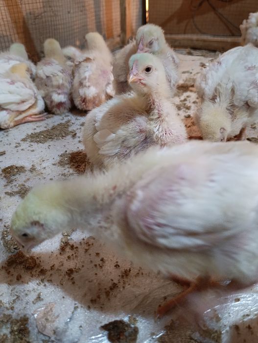 Broller 3.6.0.0.0 dan boshlab 400-500gram