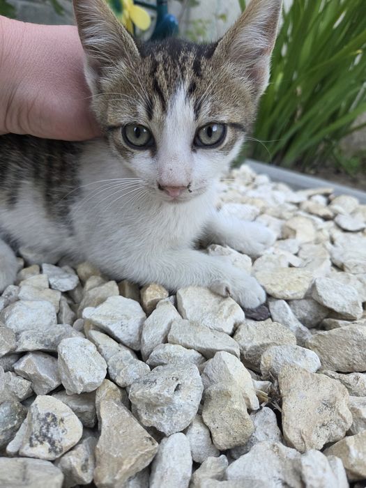 Ofer spre adoptie 2 pisoi drăgălași.