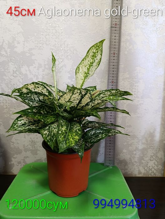Продам кофейное дерево