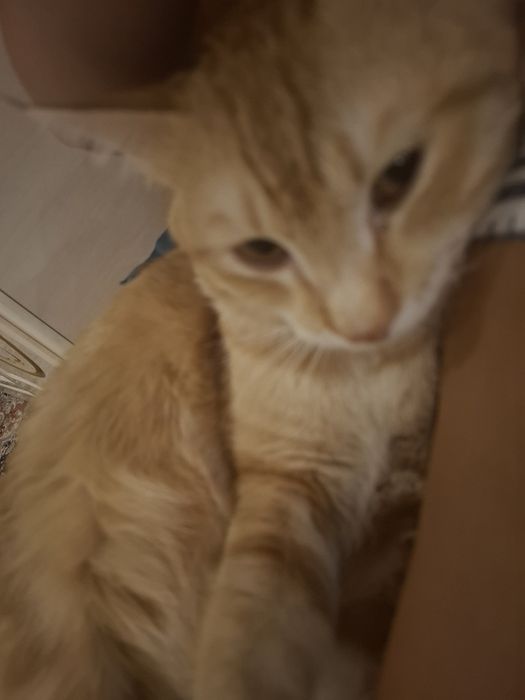 Одам кота бесплатно, он  очень ласковый.