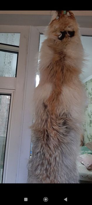 Лиса среднеазиатская