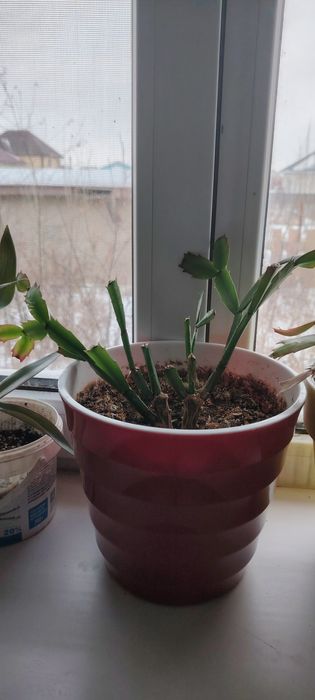 Гүл бар декабрь ски