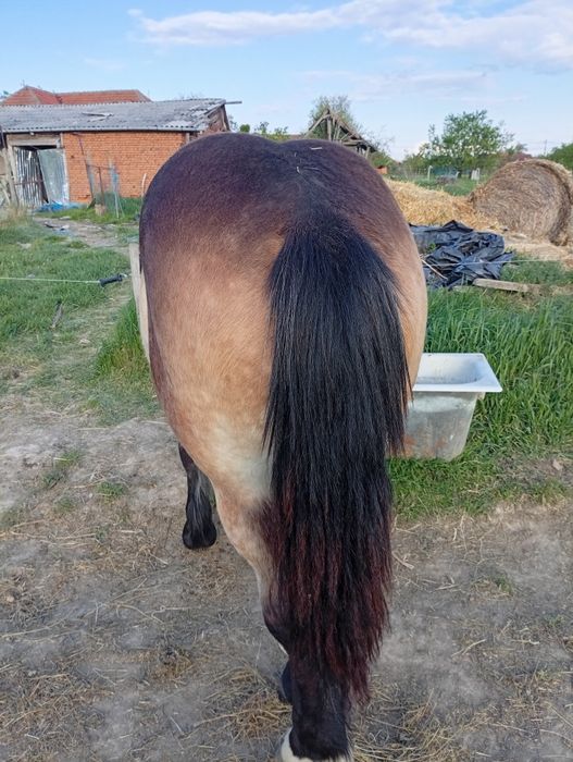 De vânzare iapă cu mînz