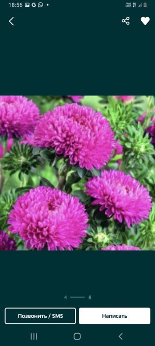 Продам семена разных цветов