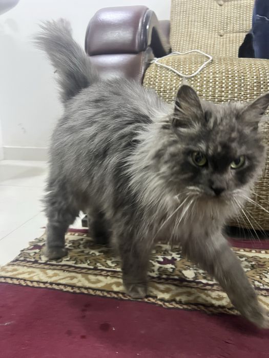 Кошка порода Мейн-Кун