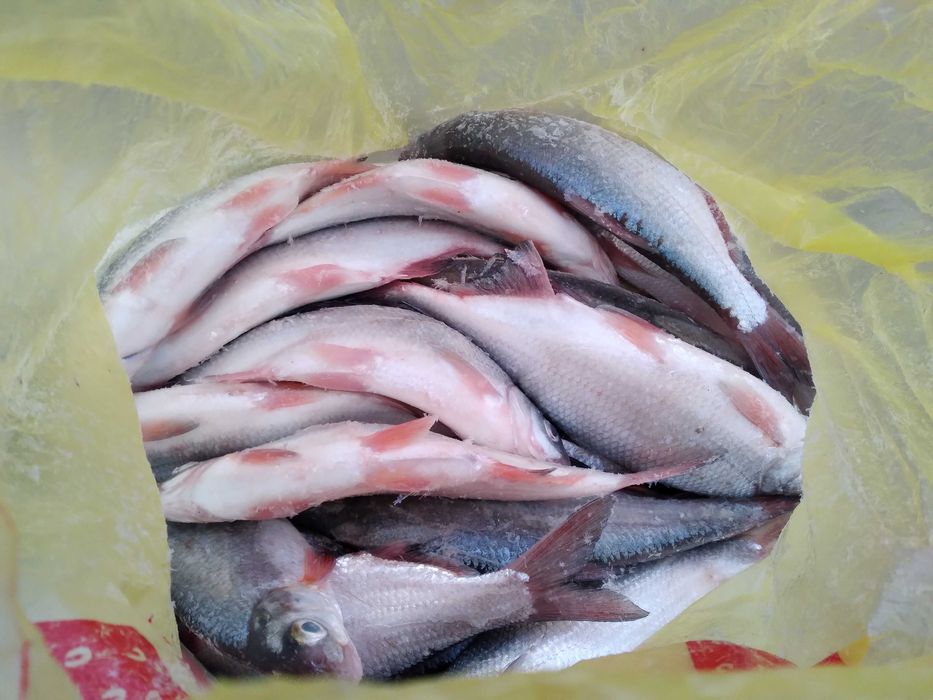 Свежая рыба вобла Қаракөз балығы
