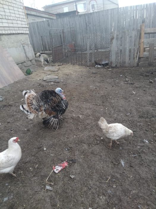 Индюк продам самец