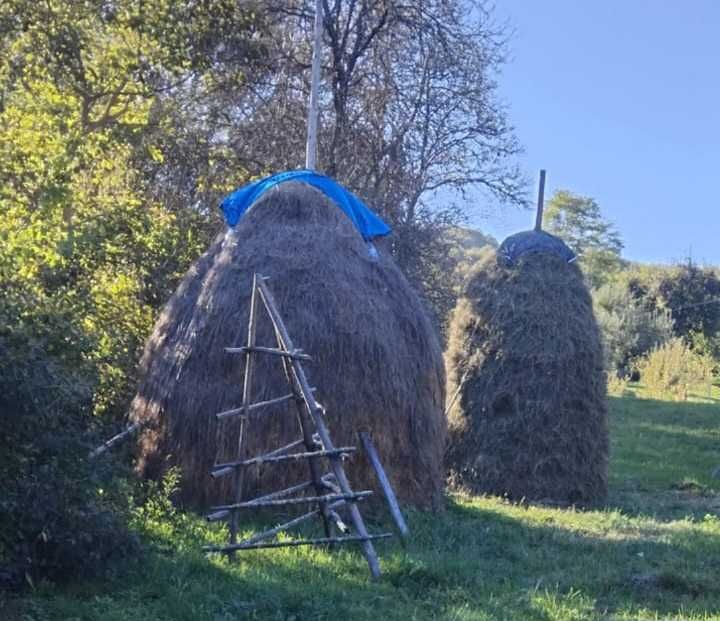 Fân si otavă   de vânzare