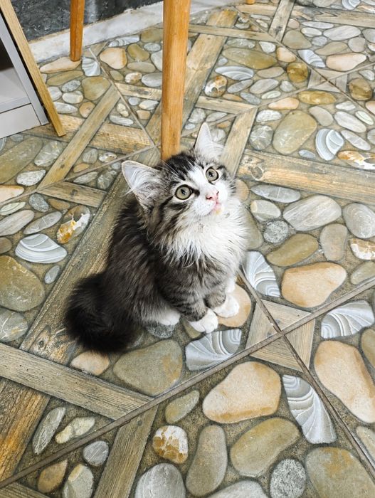 Котята в самые лучшие семьи!