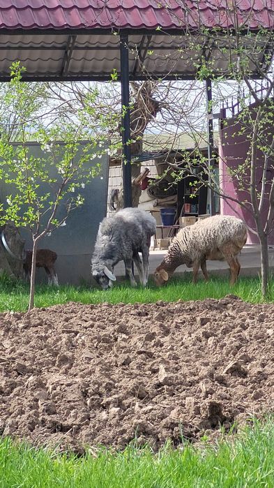 Қозылы қой +Қошқар сатылады