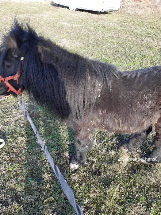 Vând un ponei armăsar