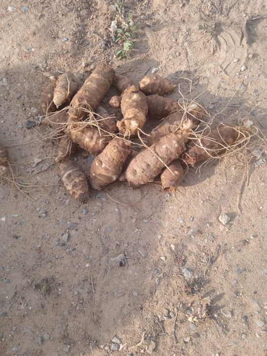 Топинамбур сатылады