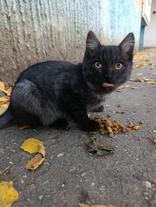 Котик,молодой котёнок