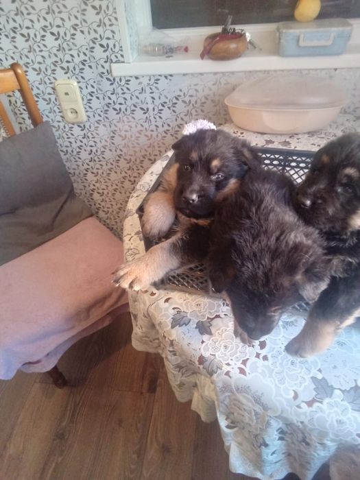 Продаю щенков овчарки