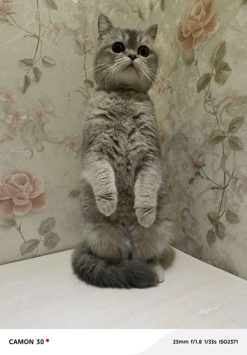 Britanskiy shinshilla sotiladi