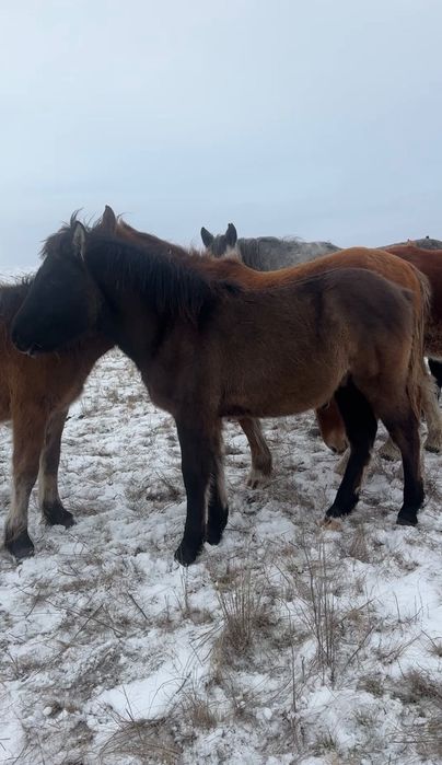 Жеребята тяжеловоз