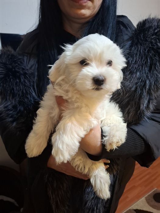 BICHON MALTEZ talie medie