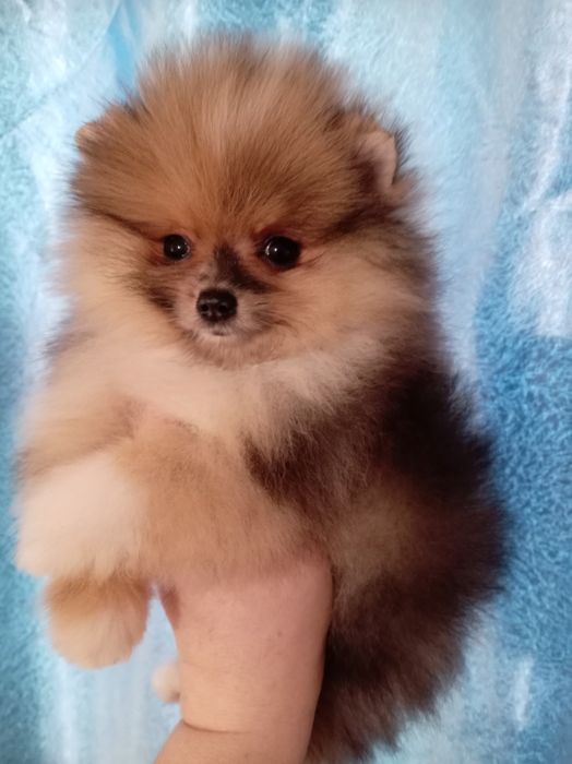 Продам щенков шпица