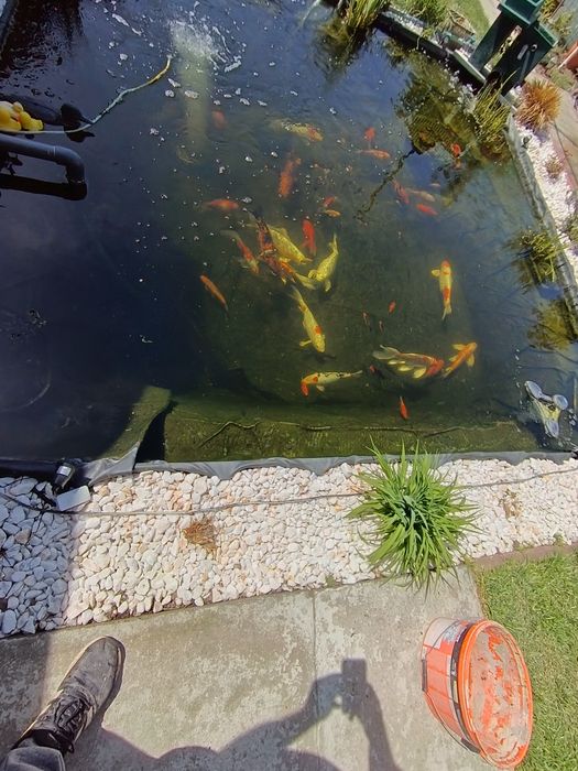 Crapi koi puiet de 1 an  crescuți acasă