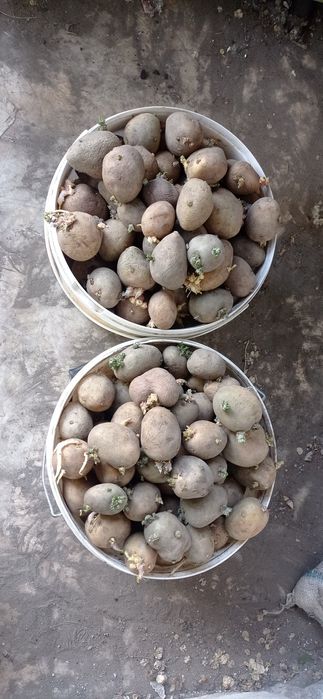 Продам картофель семенной сотр адрета.