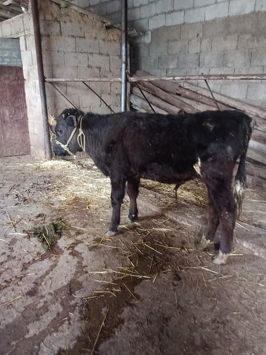 Бузаулар сатылады