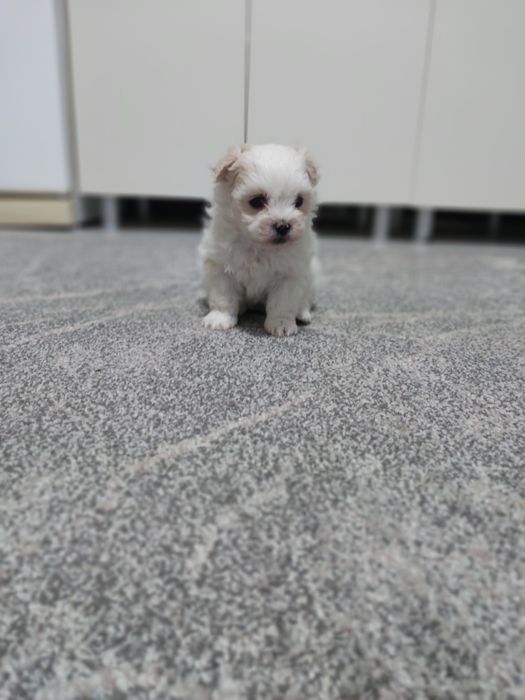 Catel bichon maltese miny