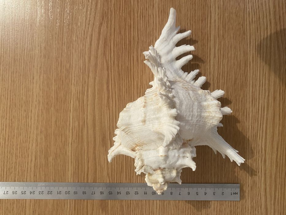 Ракушка морская Чихориус Рамосус