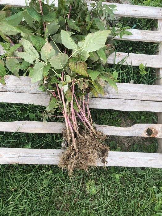 de vanzare butase de zmeura fertodi zamatos