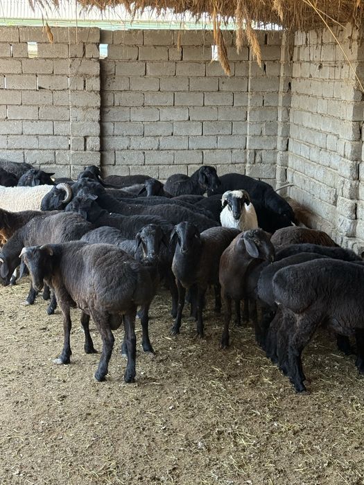 Qochqorlar sotiladi hammasi bir joyga 5mln 300 ming dan