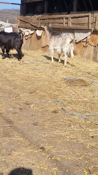 Capre cu iezii  mari