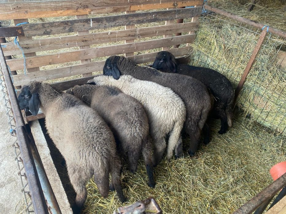 Vând miei   rasa carabaș