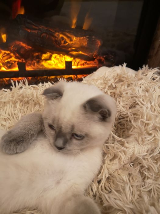 Шотландски и британски котенца