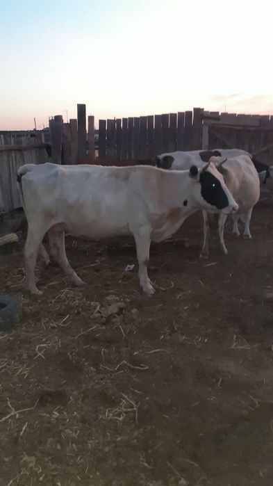продам 2 коровы и 1 теленка