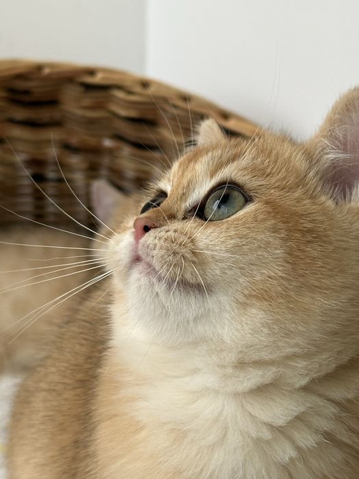 Котята с домашнего питомника