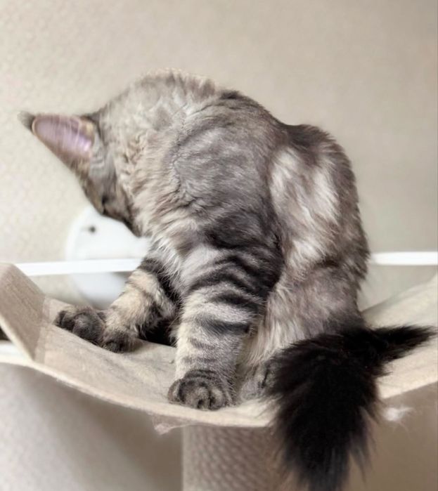 Рысь мейн-кун гигант 2 мес