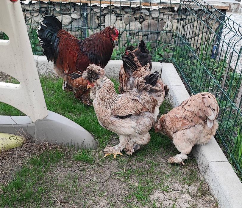 Matca de motate barboase deosebite