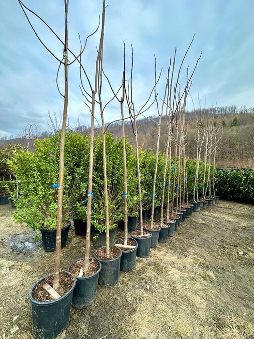 Plante Ornamentale Rezistente – Plata Doar la Livrare