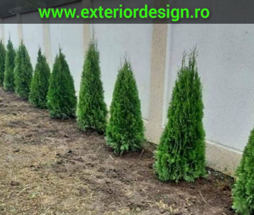 Enupar tarator, plante ornamentale, pon pon, spirale, photinia etc