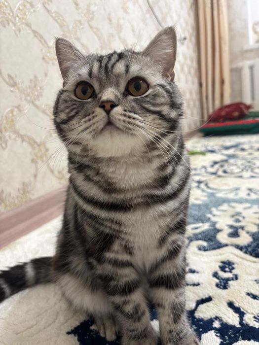 Продадим кота шотландец