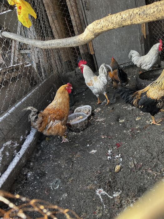 Продам петухов годовалые