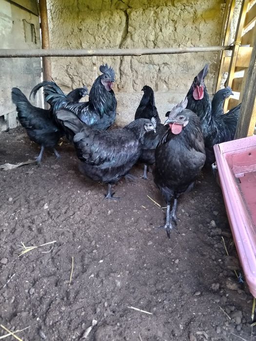 Uhayel tovuqlar sotiladi