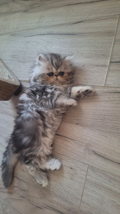Pui Pisica Persane