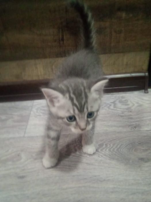 Продам породистых котят.
