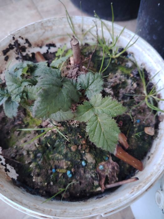 Butas ghiveci mur mure anul 4 produce in primavara