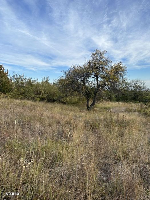 Teren intravilan 5246 mp – Malu Rosu, Ceptura – acces drum principal