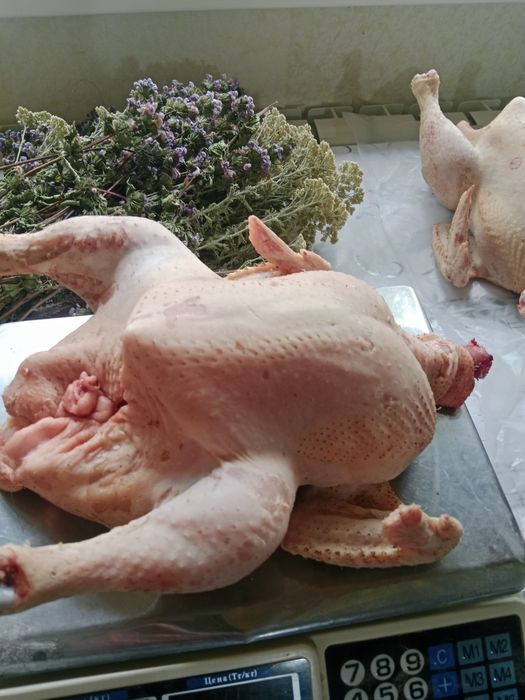 Продам домашних курей бройлеров