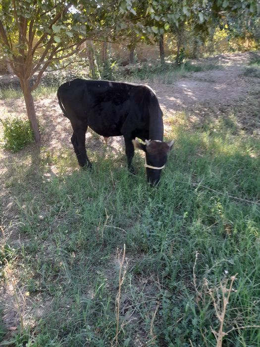 Xukizlar sotiladi soni 10 dona