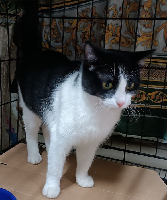 Молодая кошечка в поиске дома